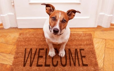 Top 10 Tips for Moving with Dogs
